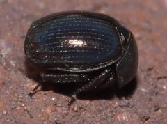 Germarostes globosus - inat 57694124 by {{{name}}}. Used under a CC BY-SA 4.0 license.