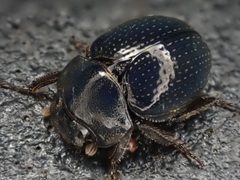 Germarostes globosus 203734035 by Cole Shoemaker. Used under a CC BY 4.0 license.