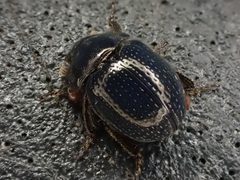 Germarostes globosus 203734046 by Cole Shoemaker. Used under a CC BY 4.0 license.