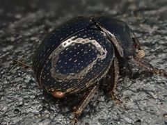 Germarostes globosus 203734055 by Cole Shoemaker. Used under a CC BY 4.0 license.