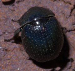 Germarostes globosus 56838489 by Robert Webster. Used under a CC BY-SA 4.0 license.