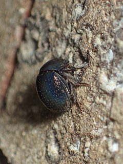 Germarostes globosus imported from iNaturalist photo 7344615 on 11 September 2022 by (c) John P. Friel Ph.D., some rights reserved (CC BY). Used under a CC BY 4.0 license.