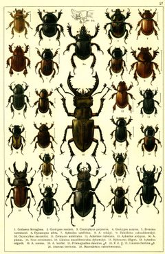 Georgiy Jacobson - Beetles Russia and Western Europe - plate 27 by see in description. Used under a Public domain license.