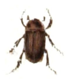 Hybosorus.illigeri.-.calwer.20.07 by Emil Hochdanz
. Used under a Public domain license.