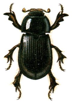 Hybosorus illigeri by Unknown authorUnknown author. Used under a Public domain license.