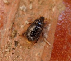 Hybosorus illigeri. Small Scarab Beetle. - Flickr - gailhampshire by gailhampshire from Cradley, Malvern, U.K. Used under a CC BY 2.0 license.
