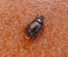 Hybosorus illigeri. Small Scarab Beetle - Flickr - gailhampshire by gailhampshire from Cradley, Malvern, U.K. Used under a CC BY 2.0 license.