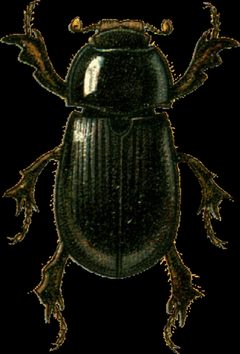 Hybosorus illigeri Jacobson by Georgiy Jacobson. Used under a Public domain license.