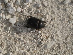Hybosorus illigeri in vivo by Davide Santoni. Used under a CC BY-SA 2.0 license.