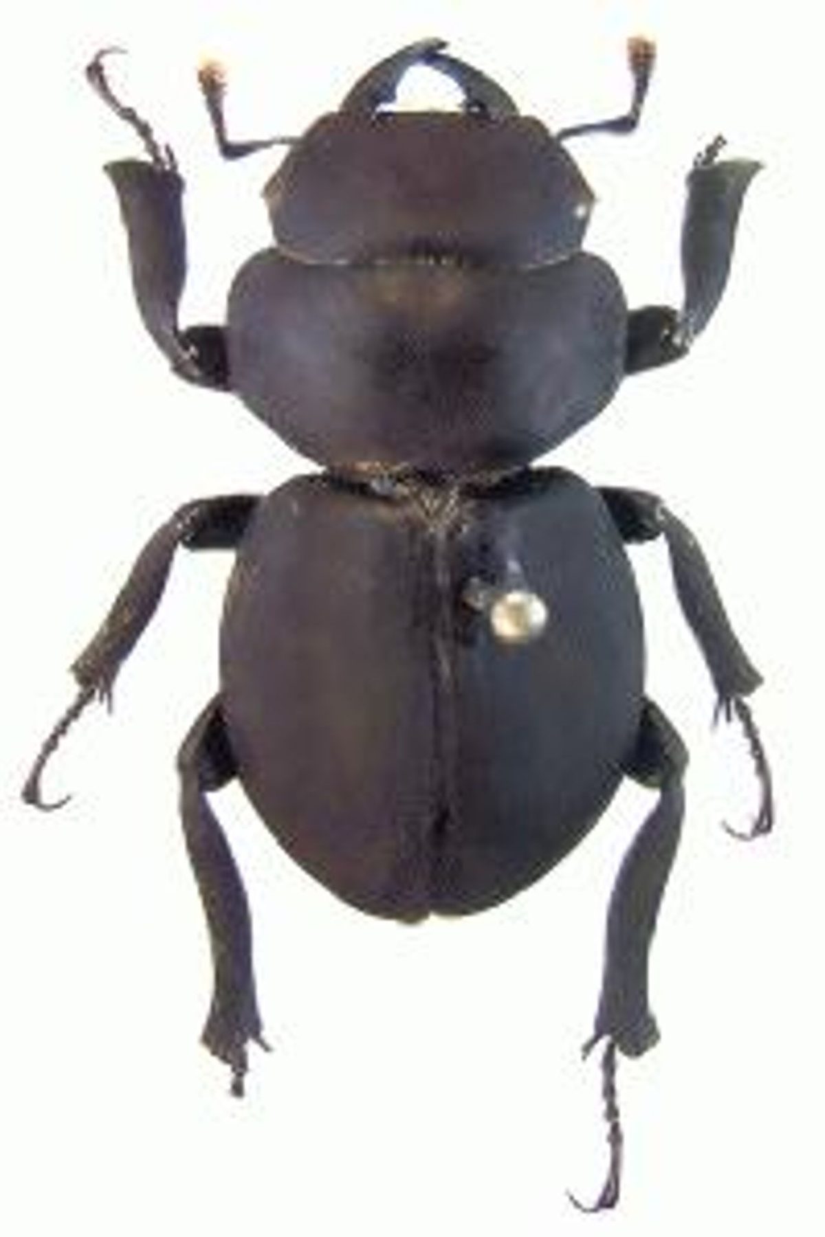 わたの木ハワイハネナシクワガタApterocyclus Apterocyclus honoluluensis (Kauai Flightless Stag Beetle