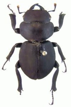 ZooKeys - Apterocyclus honoluluensis by Paulsen M, Hawks D. Used under a CC BY 3.0 license.