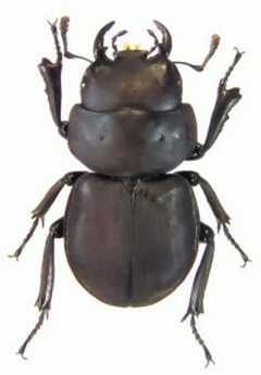 ZooKeys - Apterocyclus munroi by Paulsen M, Hawks D. Used under a CC BY 3.0 license.