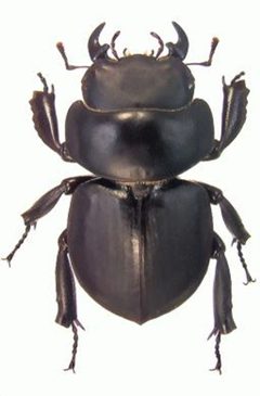 ZooKeys - Apterocyclus waterhousei by Paulsen M, Hawks D. Used under a CC BY 3.0 license.