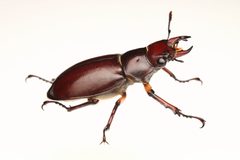 Lucanus capreolus 403379894 by Benjamin Burgunder. Used under a CC BY 4.0 license.