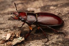 Lucanus capreolus 403379896 by Benjamin Burgunder. Used under a CC BY 4.0 license.