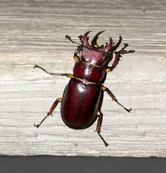 Lucanus capreolus 404832283 by Jessica Utrup. Used under a CC BY 4.0 license.