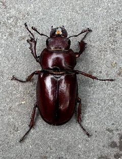 Lucanus capreolus 406249441 by aberkov. Used under a CC BY 4.0 license.