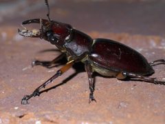 Lucanus capreolus P1460572a by 
xpda. Used under a CC BY-SA 4.0 license.