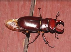 Lucanus capreolus adult male by Mitartep. Used under a CC BY-SA 4.0 license.