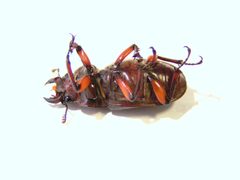 Lucanus capreolus female by Jacy Lucier. Used under a CC BY-SA 4.0 license.