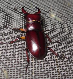 Lucanus capreolus male by Jacy Lucier. Used under a CC BY-SA 4.0 license.
