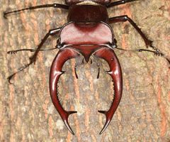 Lucanus elaphus 142395083 by skitterbug. Used under a CC BY 4.0 license.