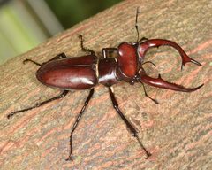 Lucanus elaphus 142395158 by skitterbug. Used under a CC BY 4.0 license.