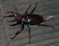 Lucanus elaphus P1190375a by 
xpda. Used under a CC BY-SA 4.0 license.