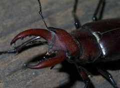 Lucanus elaphus P1190379a by 
xpda. Used under a CC BY-SA 4.0 license.