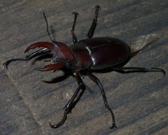 Lucanus elaphus P1190380a by 
xpda. Used under a CC BY-SA 4.0 license.