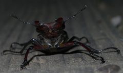 Lucanus elaphus P1190384a by 
xpda. Used under a CC BY-SA 4.0 license.