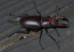 Lucanus elaphus P1190398a by 
xpda. Used under a CC BY-SA 4.0 license.