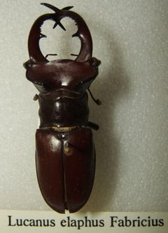 Lucanus elaphus sjh by No machine-readable author provided. Kugamazog~commonswiki assumed (based on copyright claims).. Used under a CC BY-SA 2.5 license.