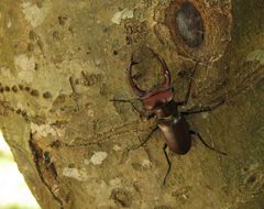 Stag Beetle Species Unknown Atlanta GA US by Mikw73. Used under a CC BY-SA 3.0 license.