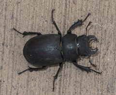 Lucanus mazama P1660592a by 
xpda. Used under a CC BY-SA 4.0 license.