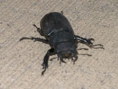 Lucanus mazama P1660595a by 
xpda. Used under a CC BY-SA 4.0 license.