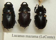 Lucanus mazama sjh by No machine-readable author provided. Kugamazog~commonswiki assumed (based on copyright claims).. Used under a CC BY-SA 2.5 license.