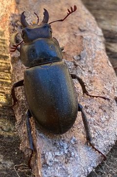 Lucanus placidus 135902974 by Dani Holmes. Used under a CC BY 4.0 license.
