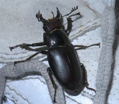Lucanus placidus P1610648a by 
xpda. Used under a CC BY-SA 4.0 license.