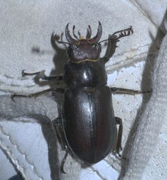 Lucanus placidus P1610649a by 
xpda. Used under a CC BY-SA 4.0 license.