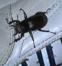 Lucanus placidus P1610651a by 
xpda. Used under a CC BY-SA 4.0 license.