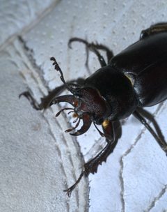 Lucanus placidus P1610652a by 
xpda. Used under a CC BY-SA 4.0 license.