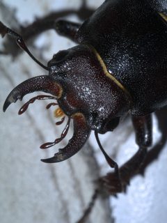 Lucanus placidus P1610653a by 
xpda. Used under a CC BY-SA 4.0 license.