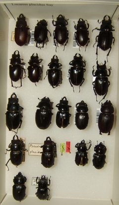 Lucanus placidus variation sjh by No machine-readable author provided. Kugamazog~commonswiki assumed (based on copyright claims).. Used under a CC BY-SA 2.5 license.