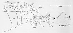 Neochodaeus praesidii Male genitalic structures by David C. Carlson. Used under a Public domain license.