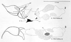 Parochodaeus pectoralis Male genitalic structures by David C. Carlson. Used under a Public domain license.