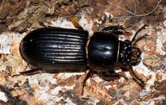 Odontotaenius disjunctus by Mike Boone. Used under a CC BY-SA 2.5 license.