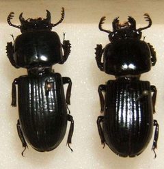 Odontotaenius floridanus Wikimedia Commons by User:Kugamazog~commonswiki. Used under a CC BY-SA 4.0 license.