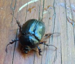 Pleocoma australis - inat 111636478 by {{{name}}}. Used under a CC BY 4.0 license.