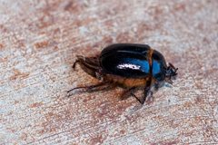 Pleocoma fimbriata - inat 105561789 by {{{name}}}. Used under a CC BY 4.0 license.